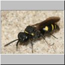 Nysson trimaculatus - Grabwespe 04b 7mm OS-Hasbergen Lehmhuegel.jpg